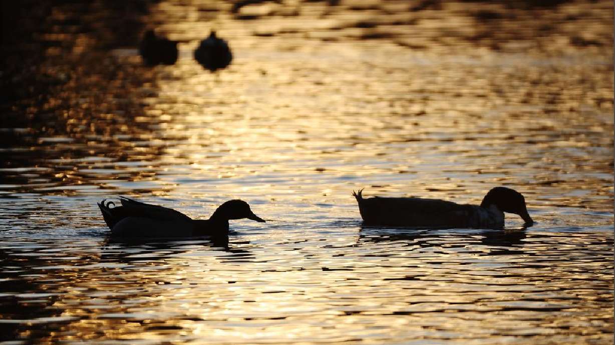  Draining of Utah County's Spring Lake for repairs sparks concern for feathered residents 