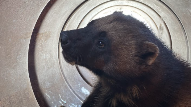  Wolverine captured in Utah and released back into wild 
