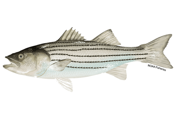  DEM Limits Striped Bass Angler’s Catch Size 