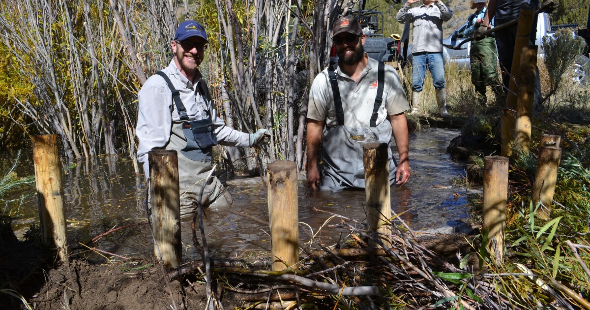  Utah Biologists Create Man-made 'Beaver Dams' To Improve Sage Grouse Habitat 