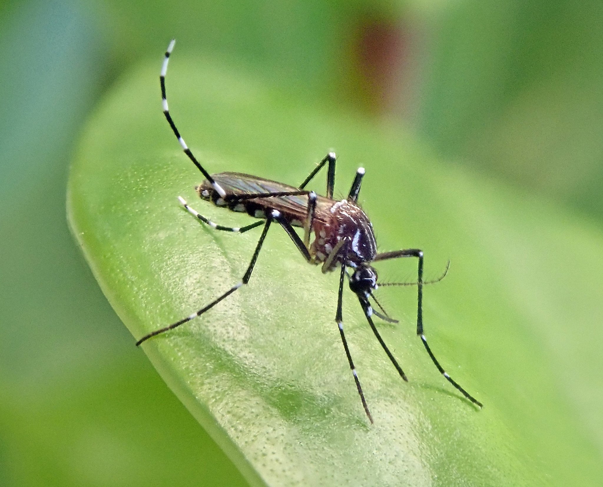  Bad News: Mosquito Season Is Getting Longer 