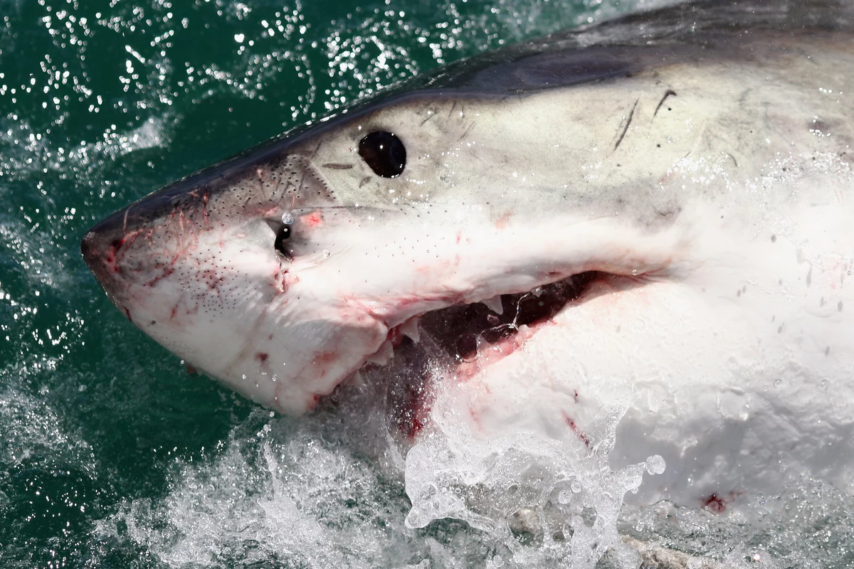  Here are the chances that a shark will actually attack in New Jersey this summer 