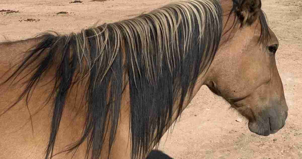  Among Utah’s wild horses roam a “genetic treasure” 