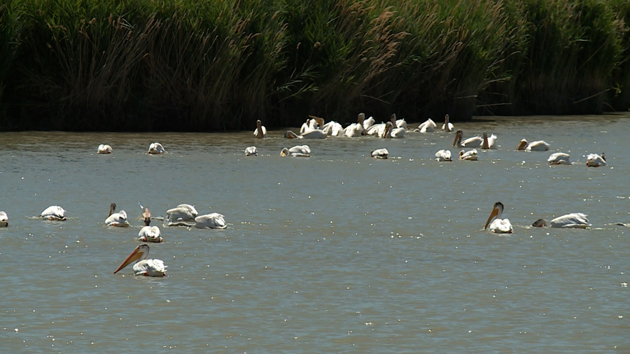  How the Great Salt Lake’s dropping water level is affecting a Utah bird refuge 