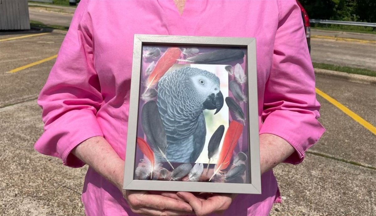  Shreveport resident seeks help searching for missing parrot 