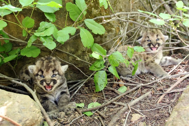  Three mountain lion kittens in Simi Hills den become 25th local litter marked by researchers – Daily News 