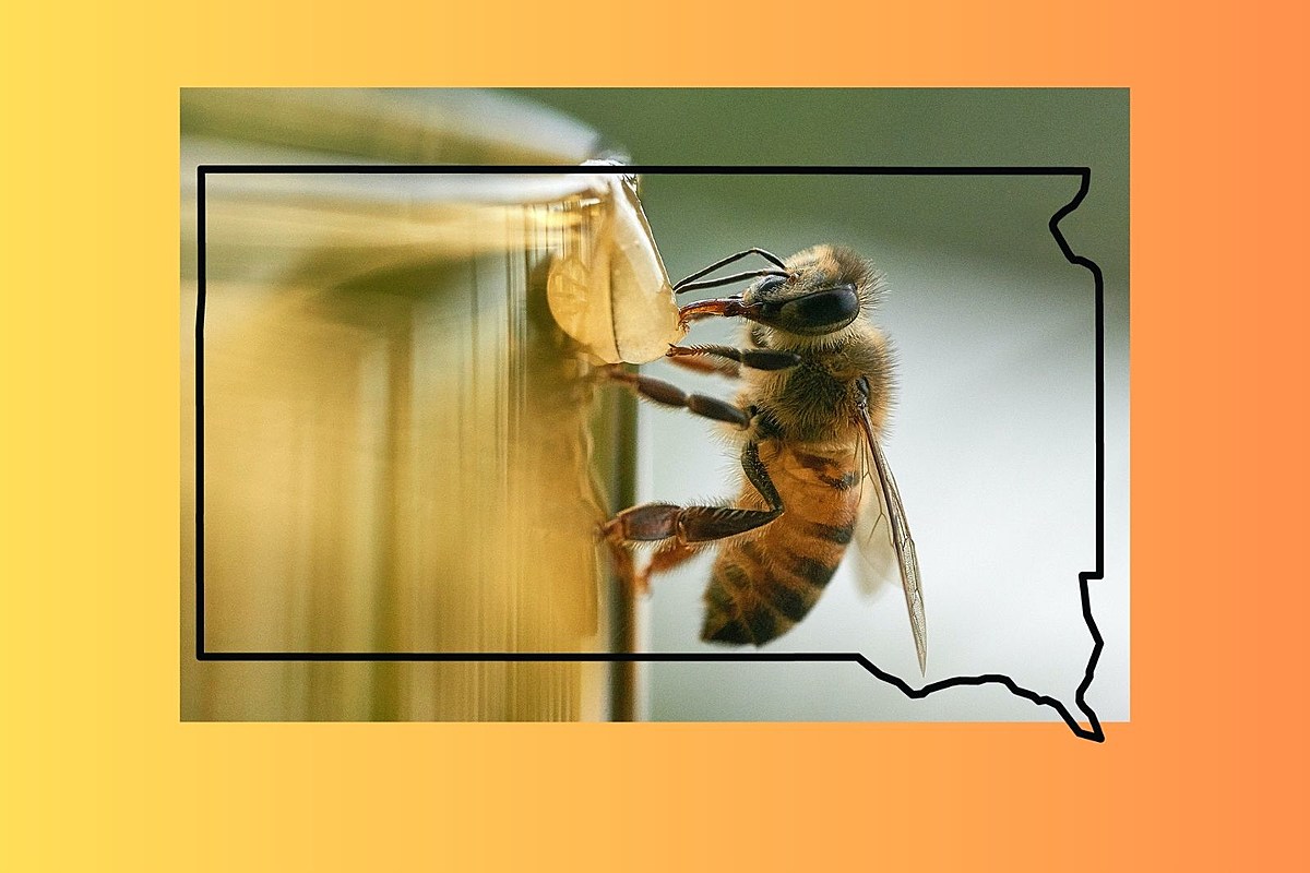  Meet South Dakota’s State Insect. What Is Minnesota & Iowa’s? 