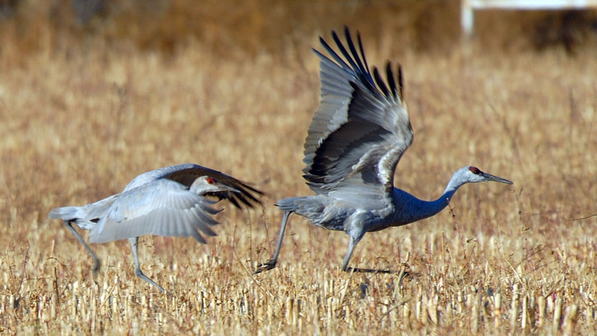  Bird-watchers can gander at sandhill cranes during Uintah Basin migration 
