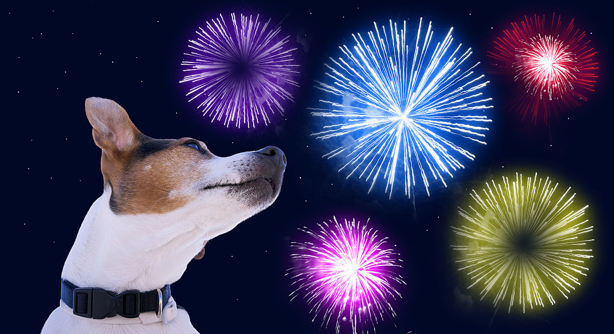  5 Best Tips to Calm Your Dog’s Anxiety During Holiday Fireworks in Maine 