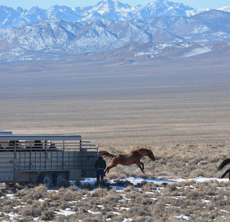  BLM concludes wild horse gather in Pancake Complex 