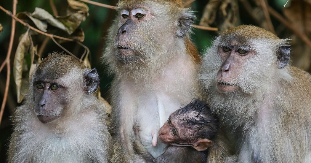   
																8 Charged in Scheme to Smuggle Endangered Monkeys From Asia, U.S. Says 
															 