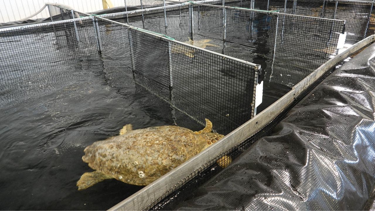  Texas aquarium acts quickly as loggerhead turtles stranded near Corpus Christi 