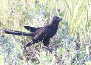  Hundreds flock to birding center to witness first-ever Texas record 