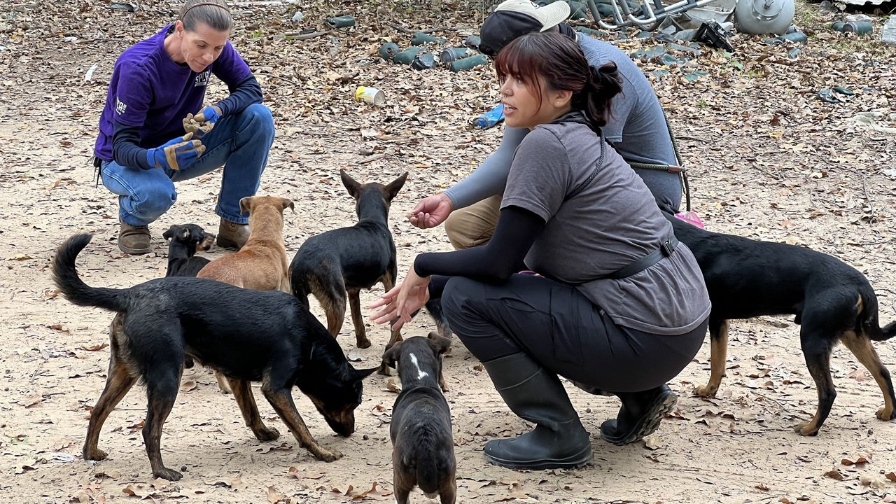  SPCA of Texas removes 18 dogs in Kaufman County 