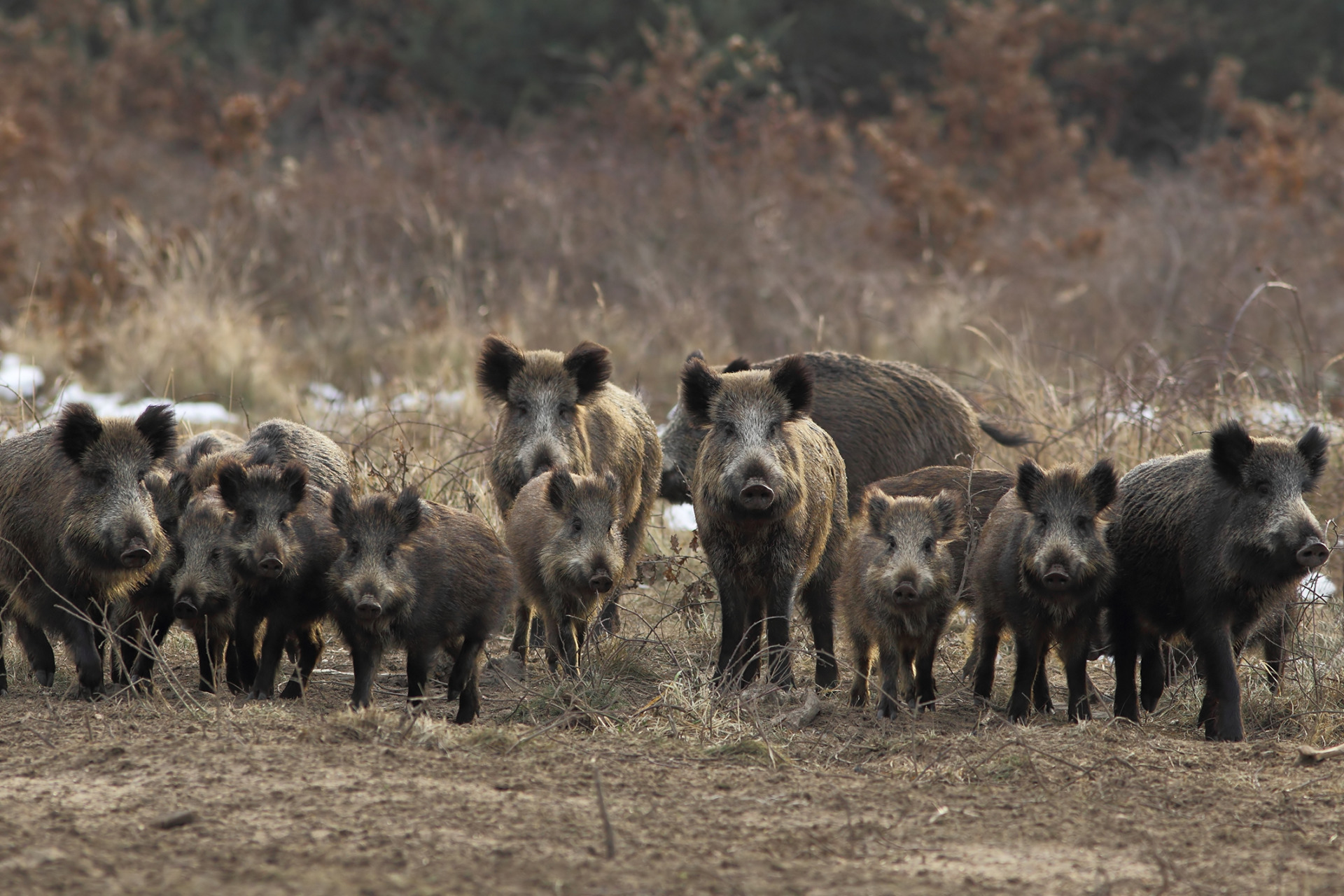  Wild pig management event set Dec. 7 in Lampasas- AgriLife Today 