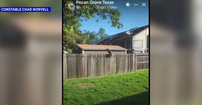   
																VIDEO: Coyote seen hopping 6-foot fence in Pecan Grove 
															 