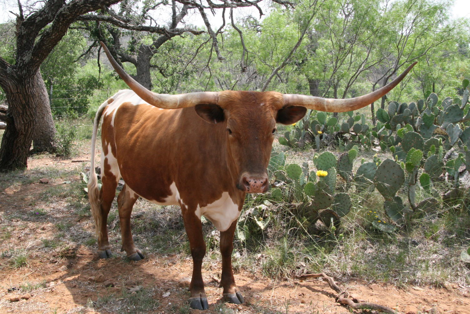  The State Fair of Texas has come to town: Meet the Lone Star state animals 