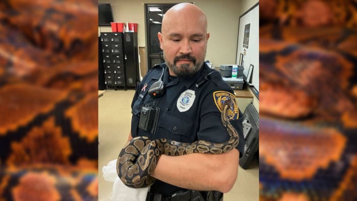  Universal City woman discovers python in her house, police say 