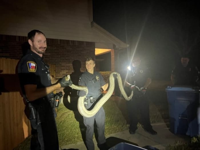  10-foot snake spotted in Cibolo; serpent to be turned over to Texas Game Wardens 