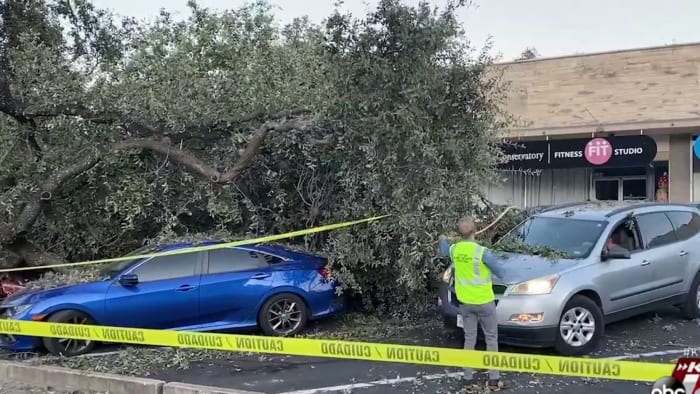  Huge oak tree falls on 6 vehicles in Alamo Heights, causing significant damage 