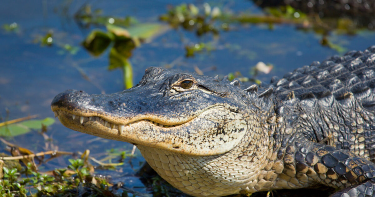  Oklahoma Wants More Information About Alligators 