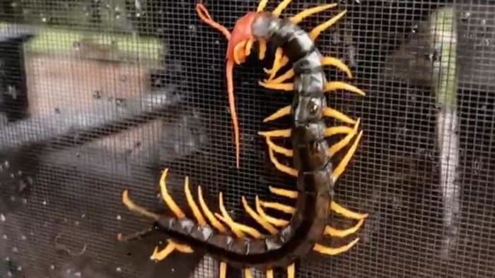  Hill Country couple shares video of giant redheaded centipede outside bedroom 