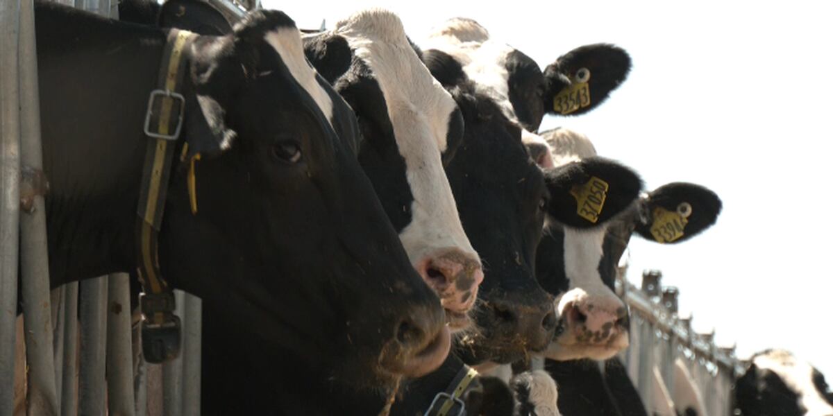  West Texas dairy farmers seeing larger input prices, harming the producers 