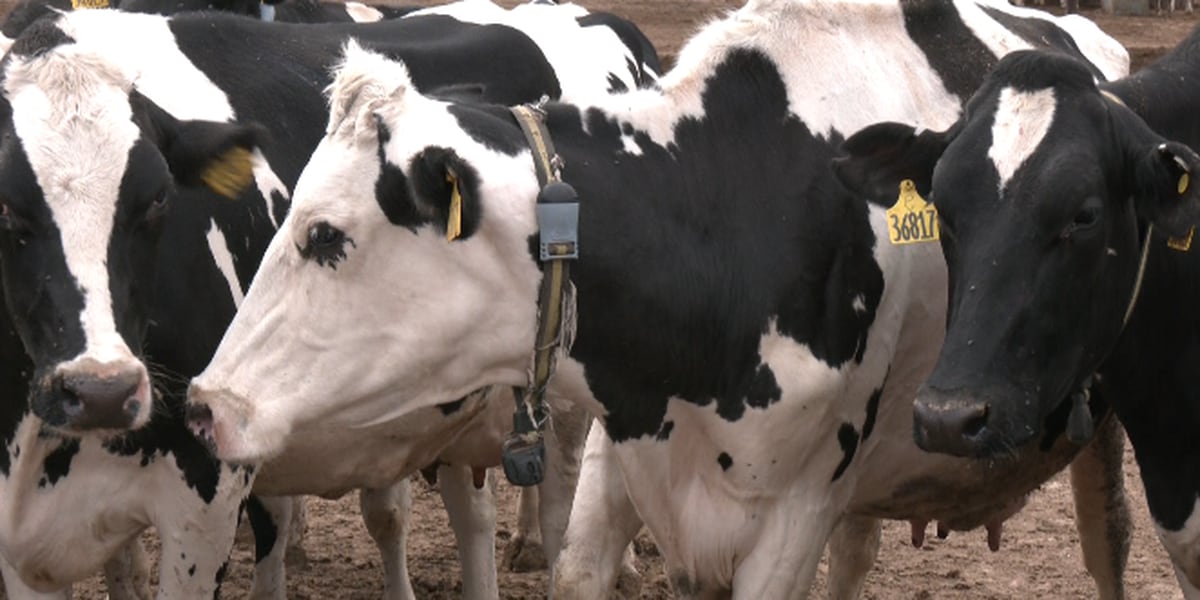  West Texas ranchers keeping herds healthy with ‘Fitbits for cows’ 