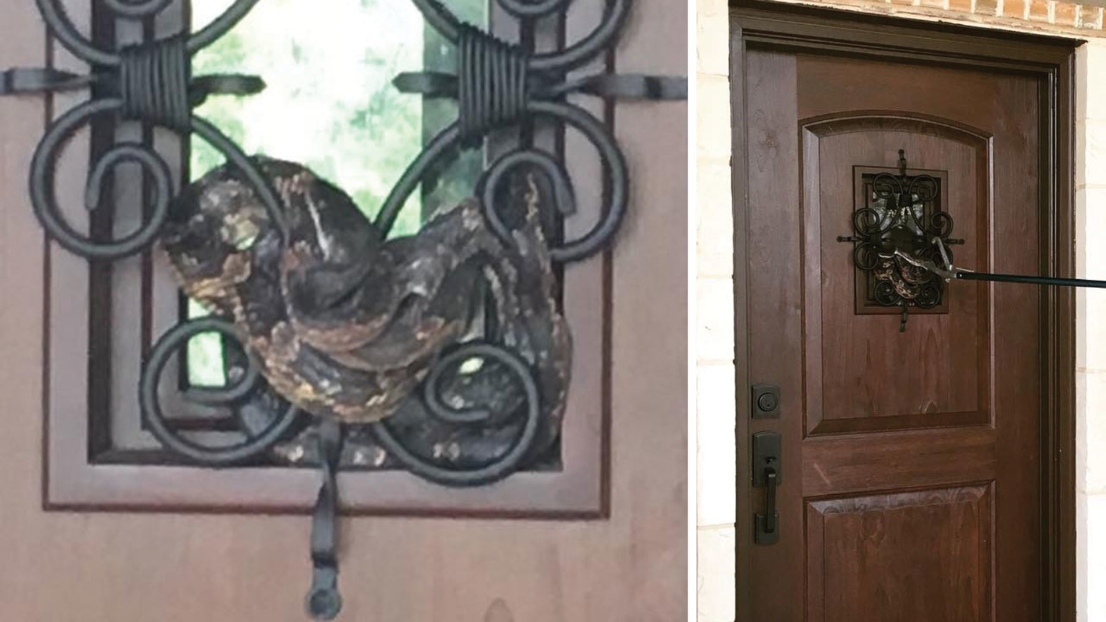  7-foot snake in Texas cozies up to new neighbor's front door grilles 