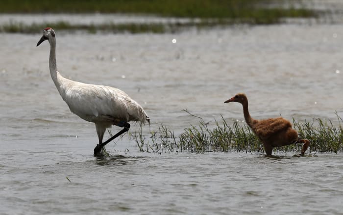  Tallest, rarest birds in North America spotted on Texas coast 
