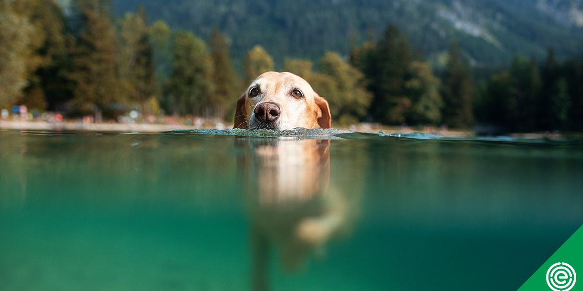  Dogs still not safe from toxic algae blooms in 2022 