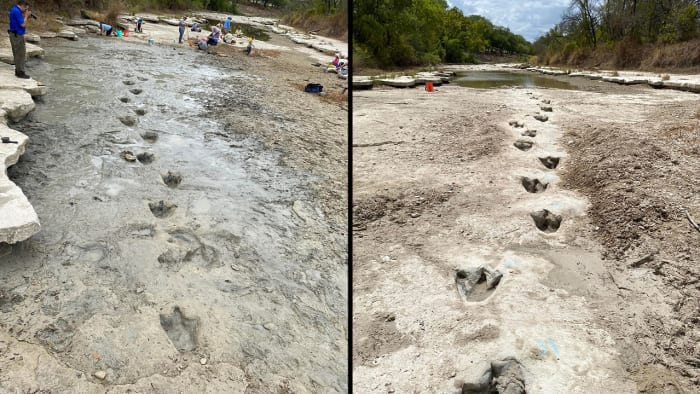 Officials: Dinosaur tracks found in Texas belong to 15-foot-tall, seven-ton dinosaur 