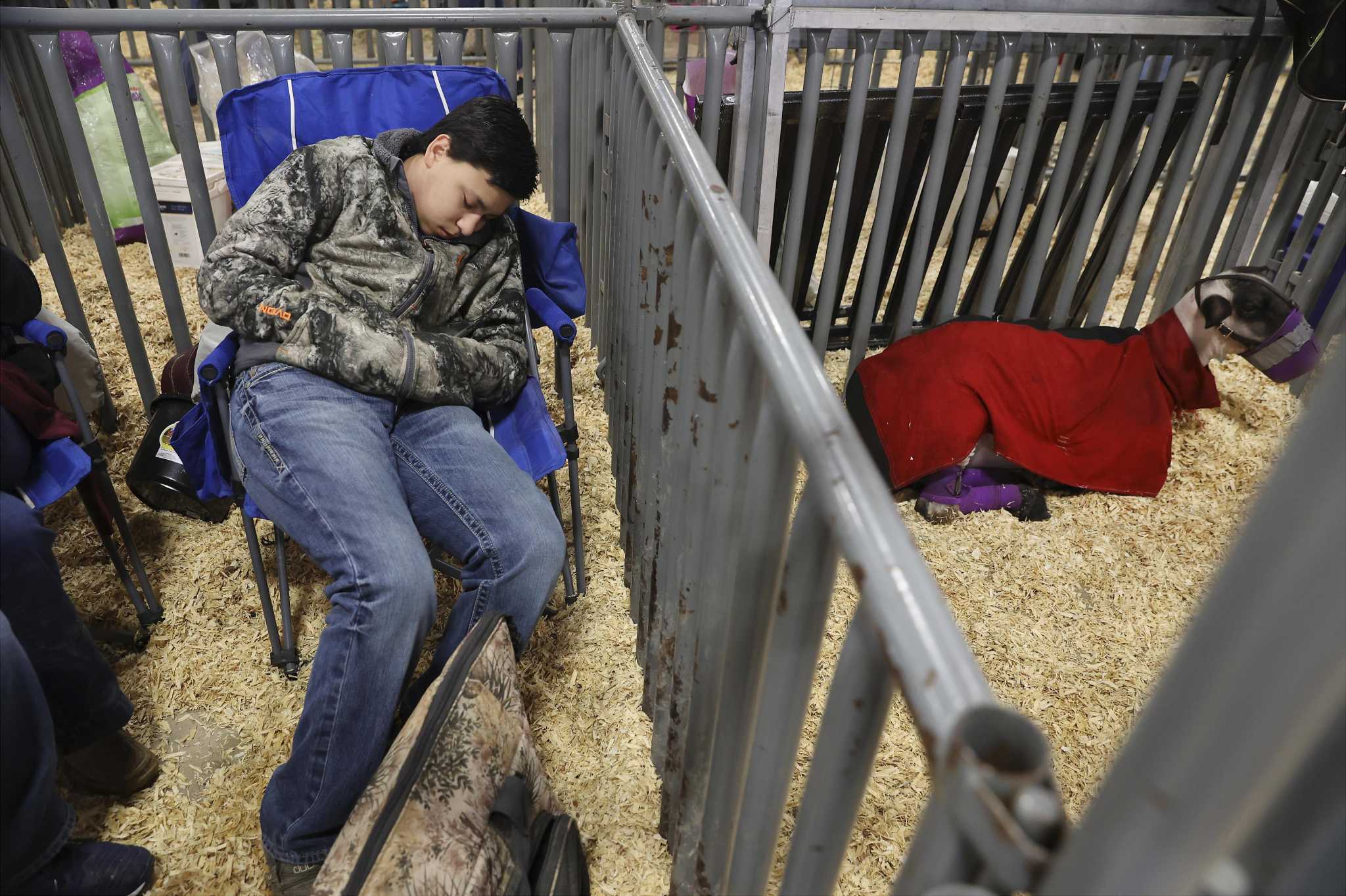  Months of feeding and grooming lambs pays off at the San Antonio livestock show 