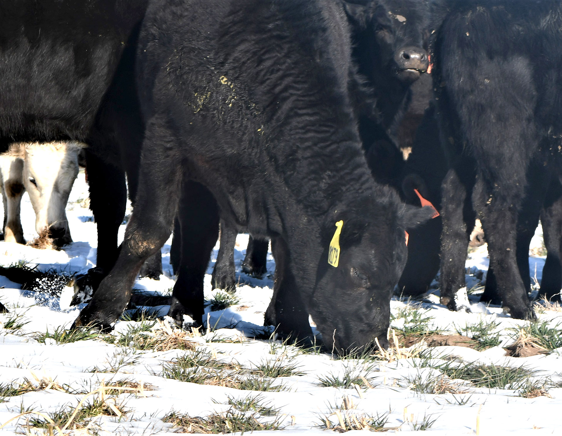   
																Keeping livestock healthy during a Texas winter 
															 
