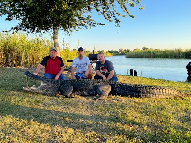  Gigantic 14-foot alligator captured at RV park in Anahuac 