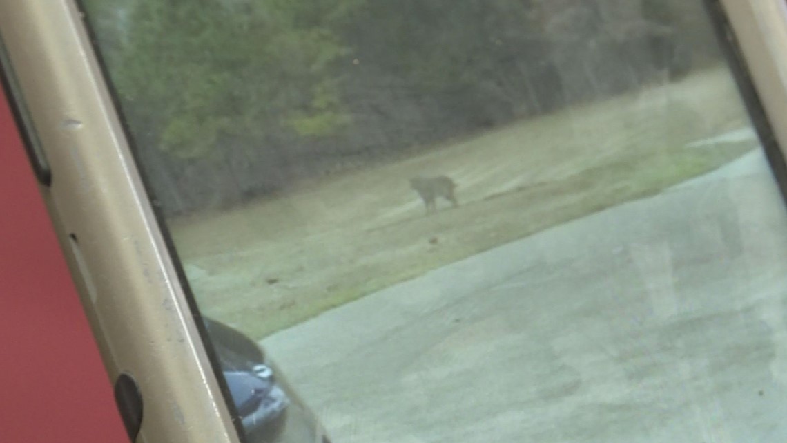  Bobcat seen near Gladewater, Liberty City, Sabine area 