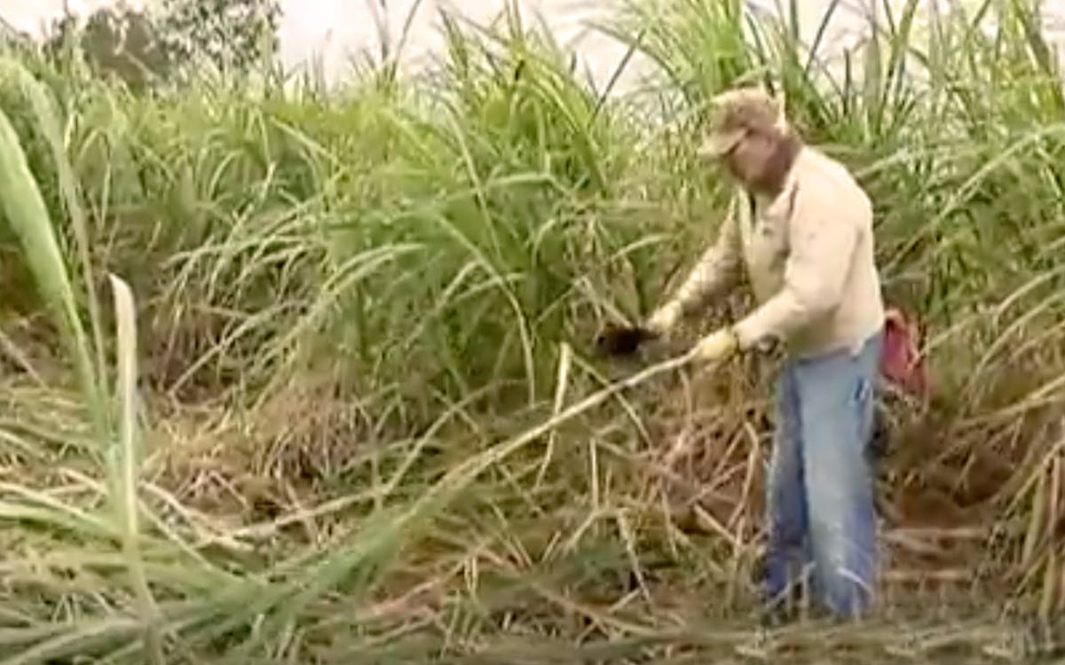  Cane Syrup Isn’t Just a Thing of the Past 