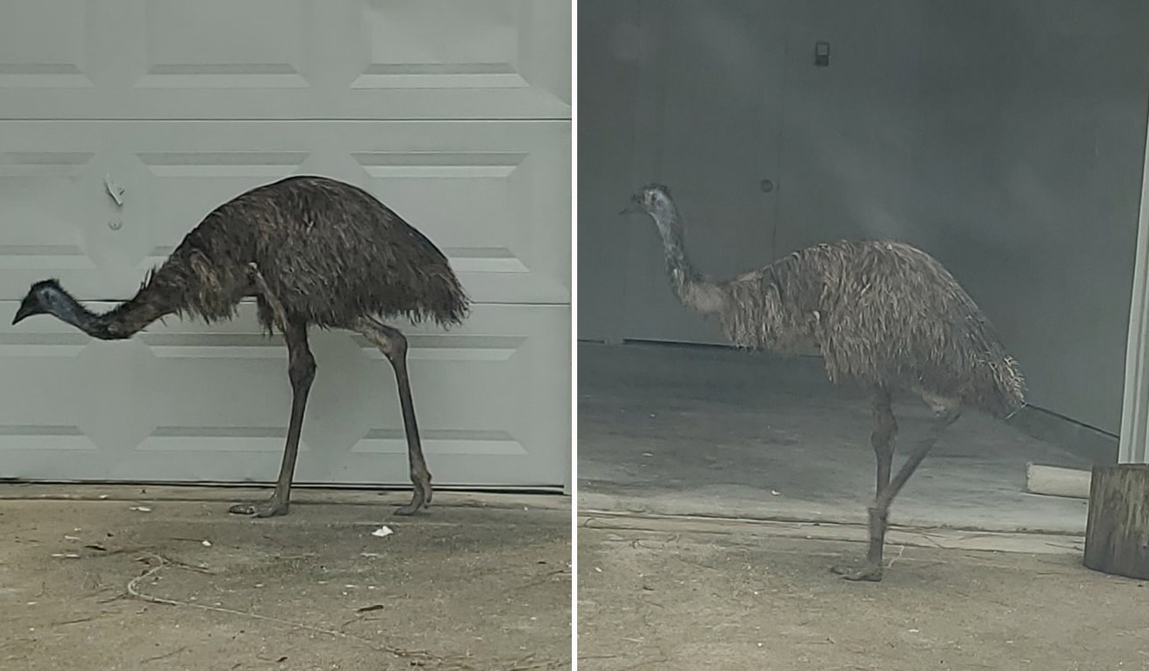  An emu is roaming a small town near Houston, caught on video in a woman's garage 