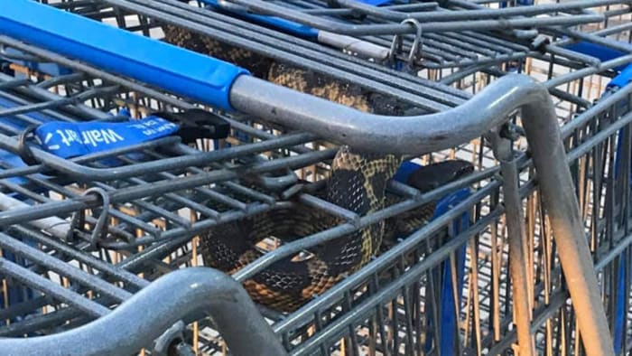  Large snake hiding in shopping cart rattles Walmart worker 