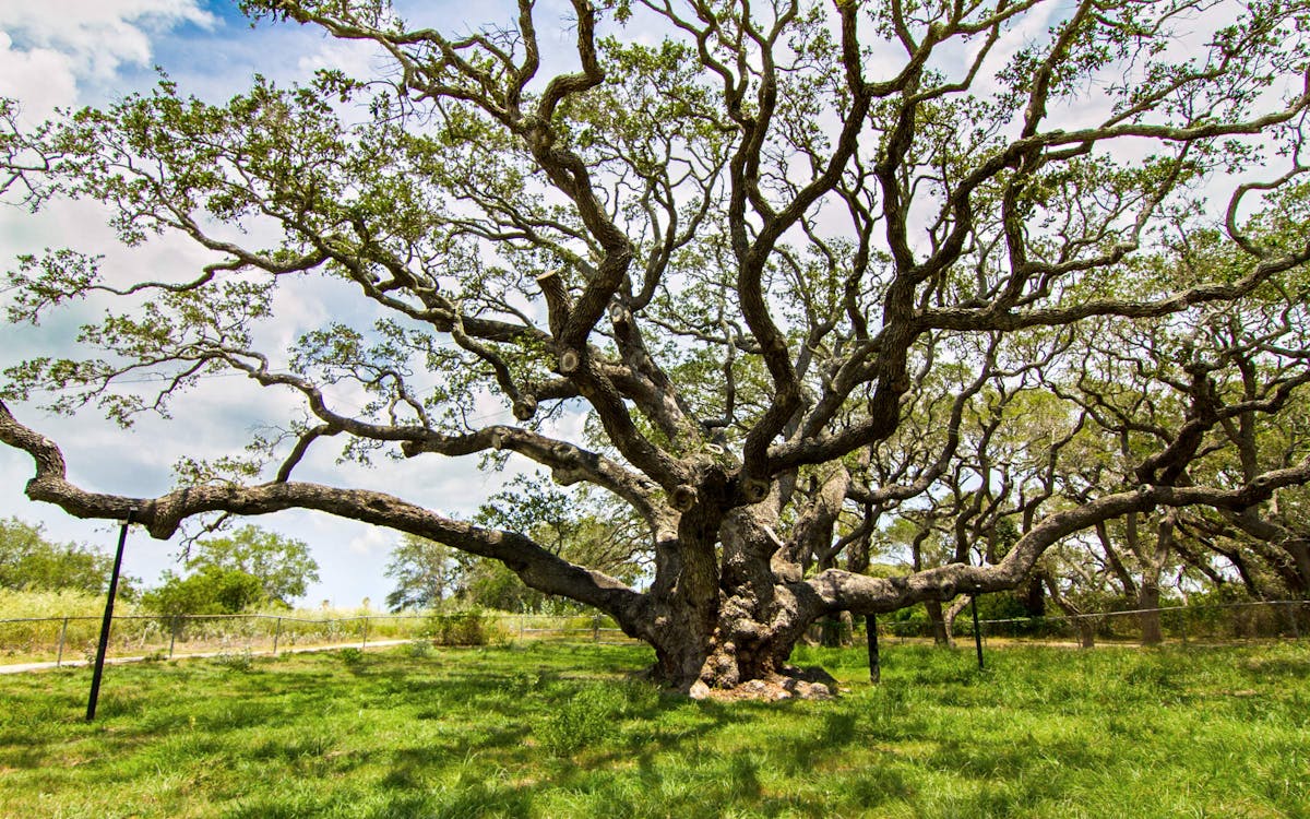  Ten Truly Tree-mendous Texas Trees 
