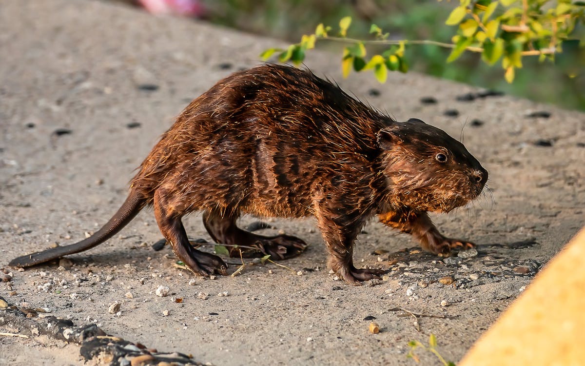  5,000 Years Later, Beavers Return to the High Plains of West Texas 