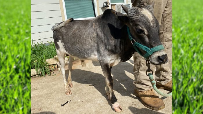  Meet Bruce, a San Antonio-area bull who is the second smallest in the world 