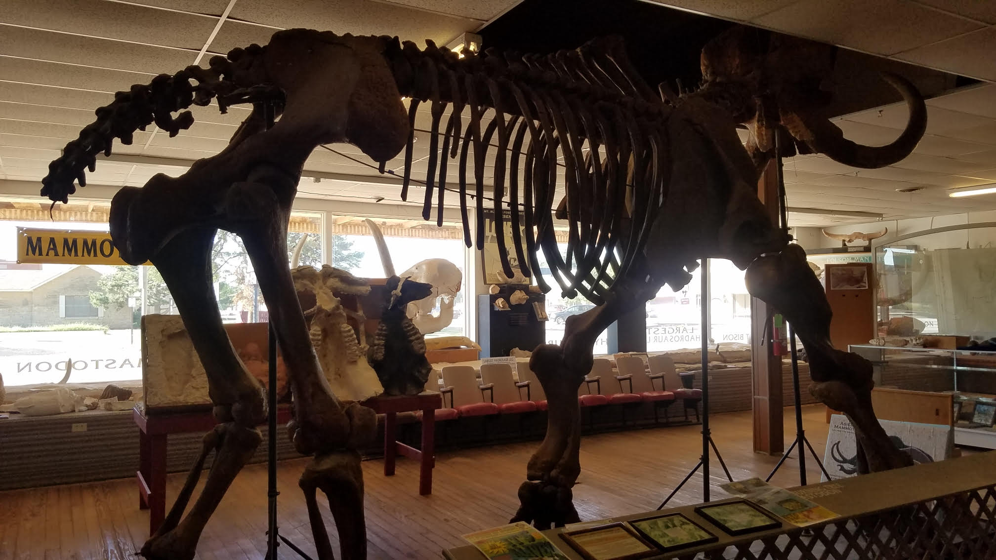   
																Mt. Blanco Fossil Museum Hosts Grand Reopening 
															 