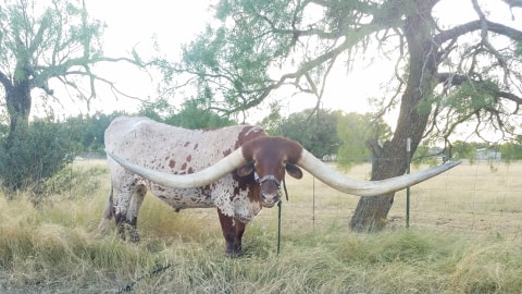  West Texas longhorn unofficially breaks Guinness world record for largest horn span 