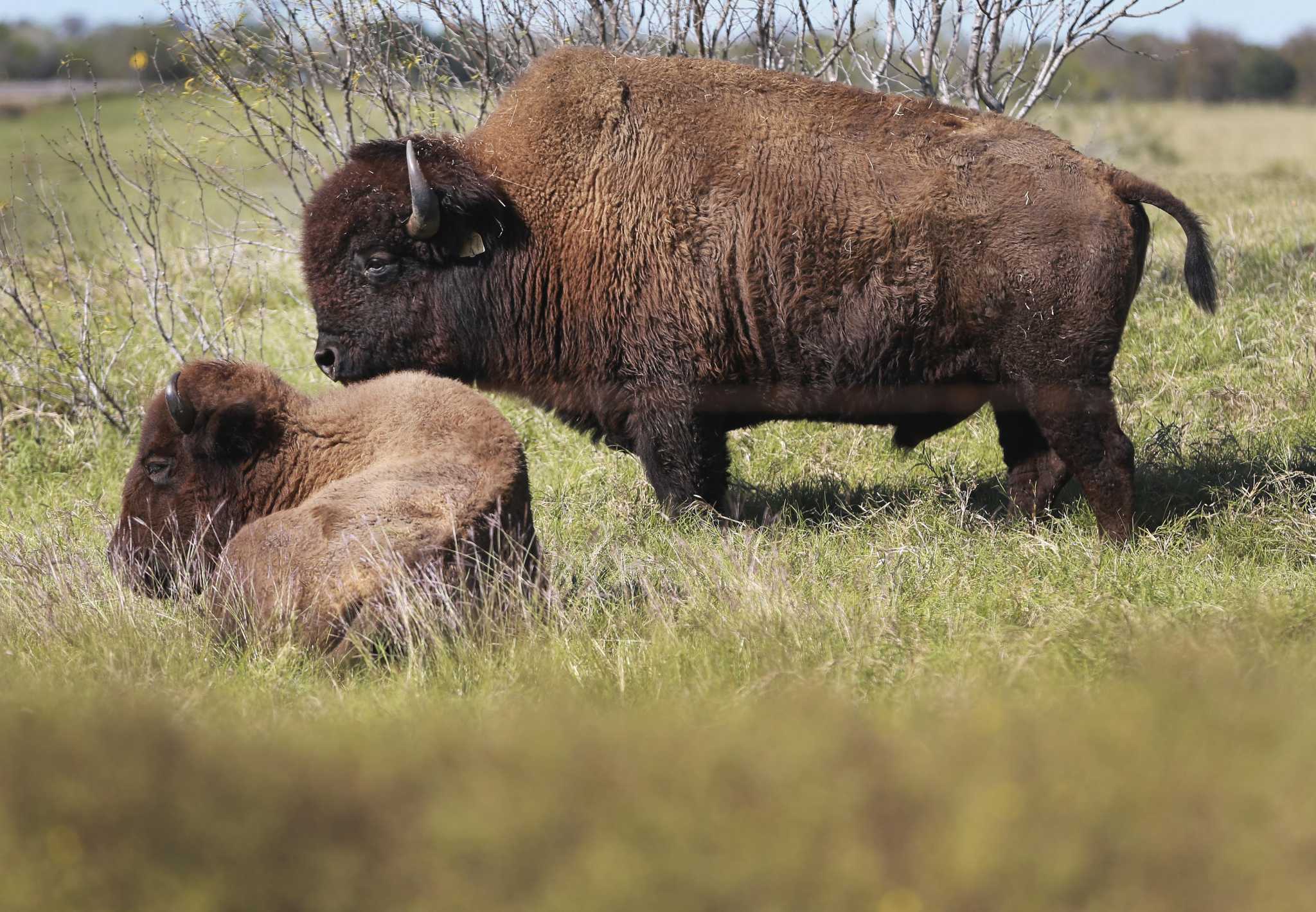  After over century, first herd of buffalo return to native lands of Lipan Apache 