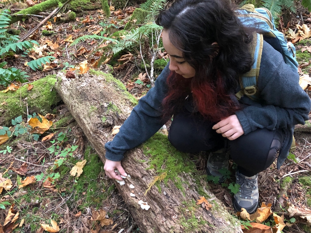  Wild Mushroom Picking at The Evergreen State College is a Thurston County Treat 