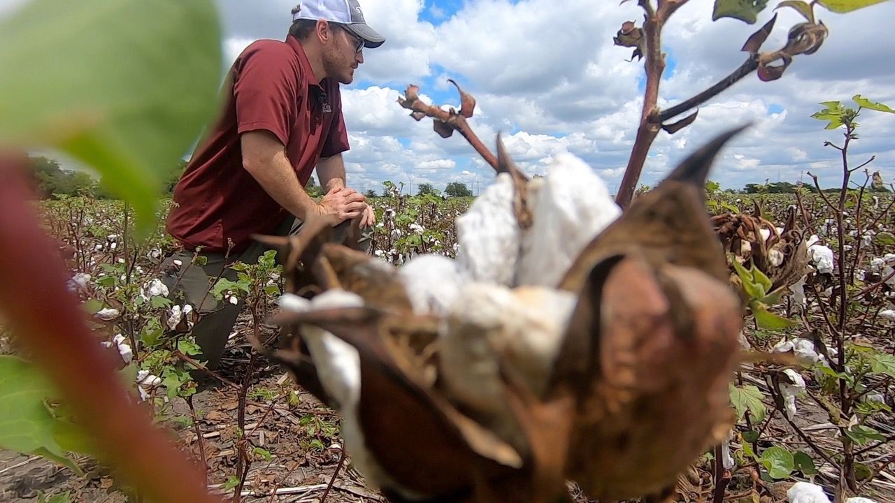  Texas struggles to produce cotton in 2022 