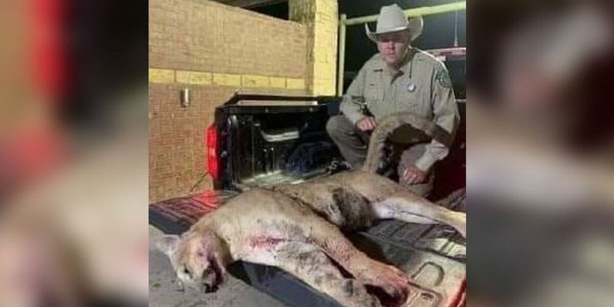  Celeste hunter kills 160 pound mountain lion 