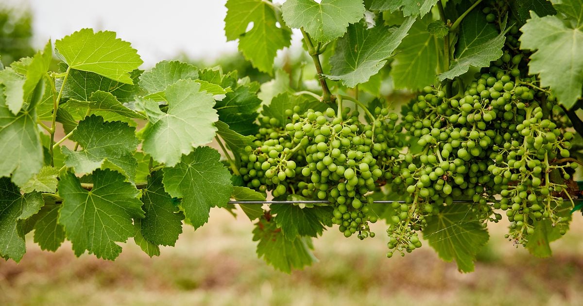   
																The North Texas Wine Trail: Discover 40+ wineries near Dallas with a special pass 
															 